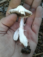 Agaricus phaeolepidotus