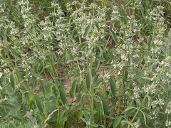 Marrubium peregrinum