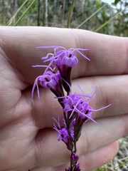 Liatris quadriflora