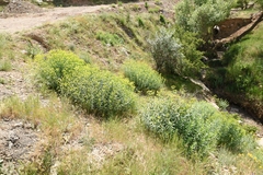 Euphorbia orientalis