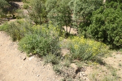 Euphorbia orientalis
