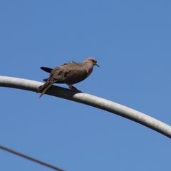Zenaida auriculata