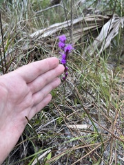 Liatris quadriflora