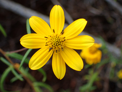 Helianthus porteri