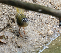 Myiothlypis rivularis