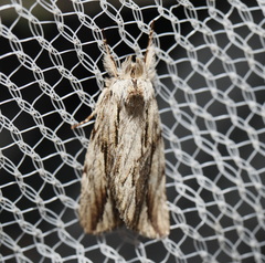 Ecnomodes sagittaria