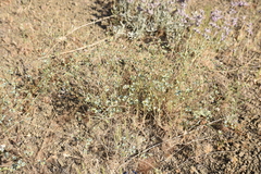 Euphorbia teheranica