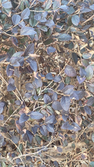 Loropetalum chinense