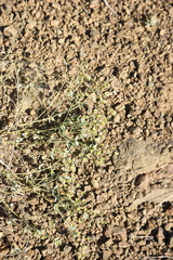 Euphorbia teheranica