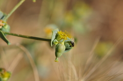 Euphorbia teheranica