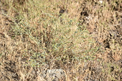 Euphorbia teheranica