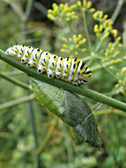 Papilio polyxenes