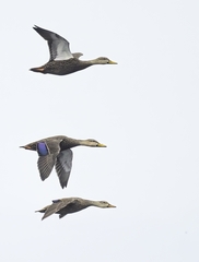 Anas platyrhynchos × fulvigula