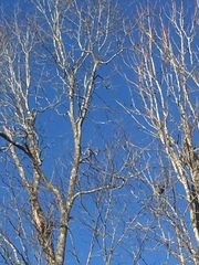 Haliaeetus leucocephalus