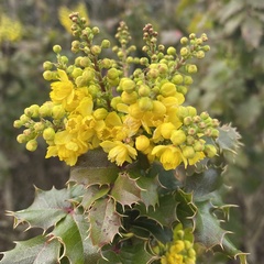 Berberis pinnata