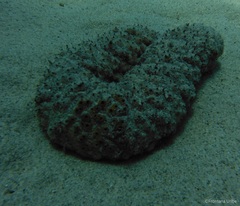 Holothuria fuscocinerea