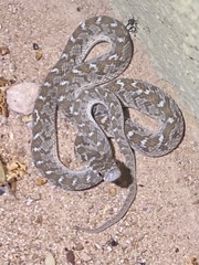 Dasypeltis scabra