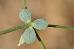 Euphorbia teheranica