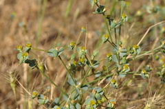 Euphorbia teheranica