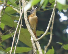 Pachyramphus validus