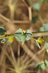 Euphorbia teheranica