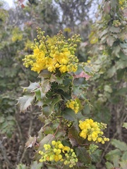 Berberis pinnata