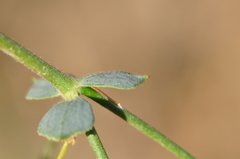 Euphorbia teheranica
