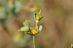 Euphorbia teheranica