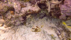 Lactophrys bicaudalis