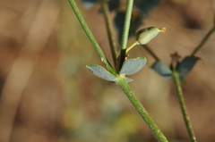 Euphorbia teheranica