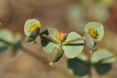 Euphorbia teheranica