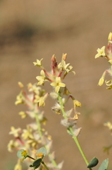 Diarthron lessertii