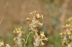 Diarthron lessertii
