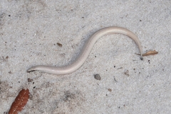 Plestiodon reynoldsi