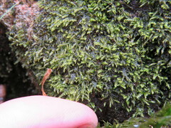 Fissidens dubius