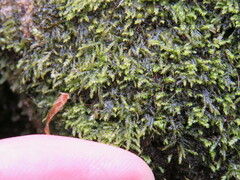 Fissidens dubius