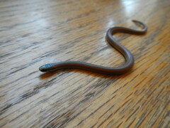 Contia tenuis