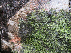 Fissidens dubius