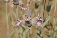 Stachys inflata