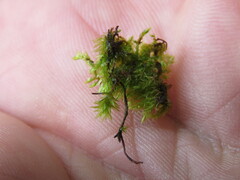 Dichodontium pellucidum