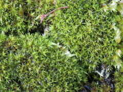 Dichodontium pellucidum