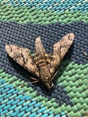 Cocytius antaeus