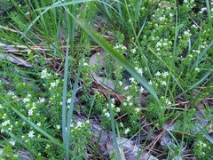 Asperula conferta