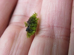 Dichodontium pellucidum