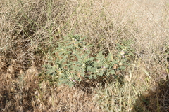 Astragalus