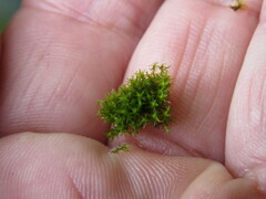 Dichodontium pellucidum