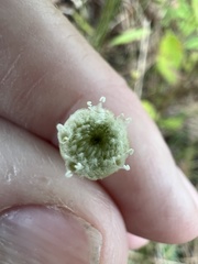 Syngonanthus flavidulus