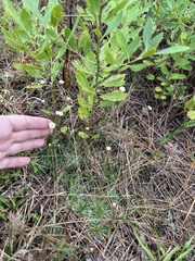 Syngonanthus flavidulus