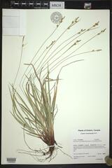 Carex communis communis