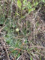 Syngonanthus flavidulus